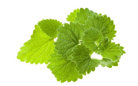 小知识又来咯——可驱赶蜘蛛的盆栽植物哦-家里驱蜘蛛