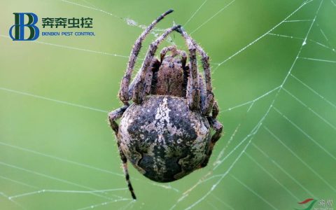 如何有效防治大蜘蛛-大蜘蛛怎么消灭
