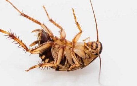 10个驱除家中害虫的方法，让你的孩子在家中安全的玩耍-家中如何驱虫效果好