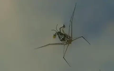 盘点10大“超能力动物”有些几乎可以在宇宙中存活！