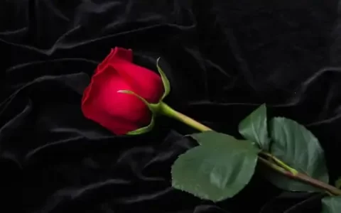 10月开始财运扶摇而上，事业腾飞，福气转旺的四大生肖-10月最旺的生肖