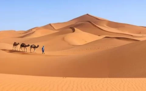 沙漠变森林，全部改造，后果可能非你所想-沙漠变森林会怎么样