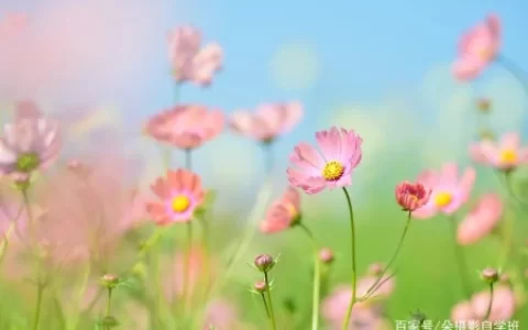 这5点别错，帮你照片更清新，手机摄影也能做到(手机拍照如何更清楚)