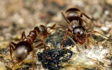 蚂蚁的天敌是什么？(蚂蚁的天敌是啥?)