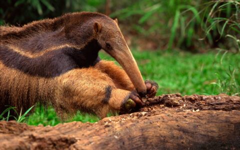 同样是灭蚁高手，为何动物园里能看到食蚁兽，却很少看到穿山甲？