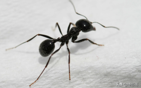 蚂蚁天敌并不少，为啥还能遍布几乎全世界？告诉你蚂蚁强大的真相(蚂蚁有没有天敌的图片)