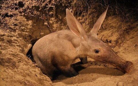 蚂蚁的又一大敌人：土豚，一次可以吃掉上万只蚂蚁！(土豚有什么营养价值)