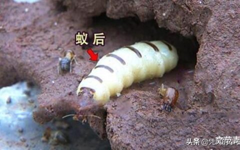 蚂蚁王国中那些我们所不知道的事情（蚁后死后会发生什么？）(蚁王蚁后区别)