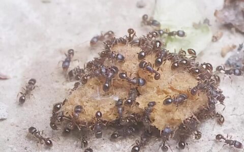 蚁后和雄蚂蚁交配后，为何雄蚂蚁会死掉，蚁后寿命却长达20年？(蚁后和雄蚁哪个大)