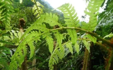 桫椤是什么植物？(油松是什么植物)