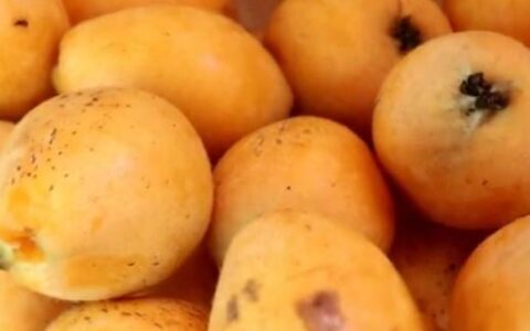 原来做枇杷膏这么简单，配方和做法都告诉你，咳嗽一吃就见效(枇杷膏的做法窍门)