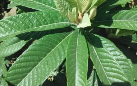 很多“阳过”的人都不知道，枇杷叶除了煮水喝，还有哪些使用方法(枇杷叶煮水外洗的功效)