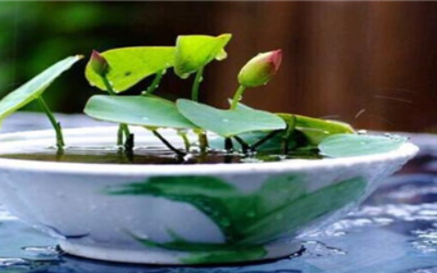 碗莲怎么水培种植，种植后该怎么养护？(水培碗莲不放土只用水会开花吗)