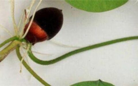 水培碗莲的种植方法(水培碗莲的种植方法和注意事项)