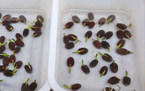 碗莲水培方法？学会3点，即可种好碗莲(碗莲水培怎么种植方法图片)