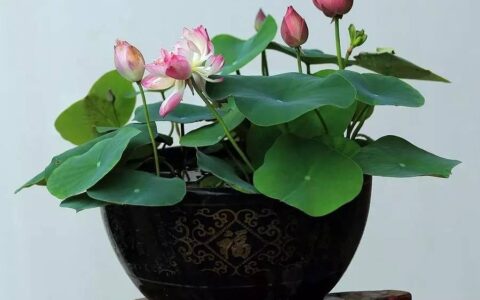 水培碗莲别犯愁！手把手教你，其实步骤很简单！(水培碗莲怎样才能开花多)