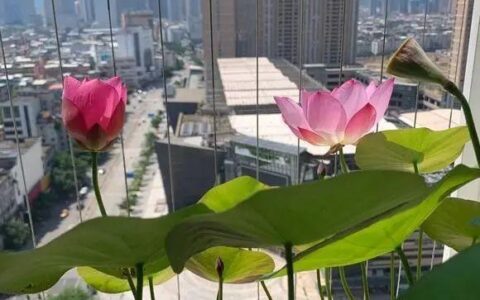 ​水中圣母“碗莲”，早春养一棵，放在露台不用管，夏天就开花