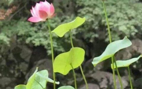 超详细的碗莲种植方法，水里加点它，年年开出鲜艳艳的花(碗莲种植方法图解教程)