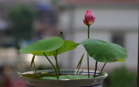 四步走种好碗莲，想要拥有水培绿植，催芽栽种都很重要！(碗莲种子怎么种植水培)