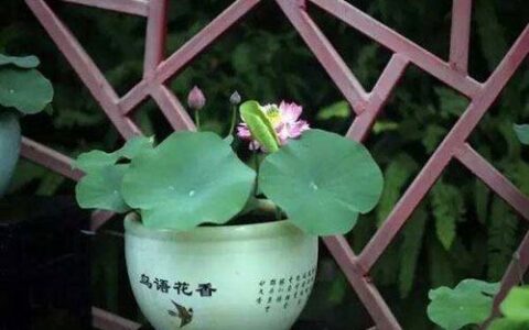 碗莲如何种植 种植碗莲的方法(碗莲的种植方法?)