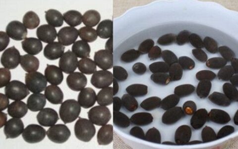 碗莲种子种植有方法 懂得这些才能种好它(碗莲种子的种植方法)