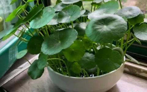 植物土栽水培都可以，5种常见的水培植物，你喜欢吗？(水培植物种土里能活吗)