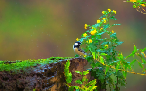 9首王维的诗，在王维的诗里，我看见了最干净的春天。(王维的诗词全集)
