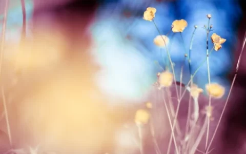 我的心爱之物作文-范文推荐(我的心爱之物作文优秀作文)