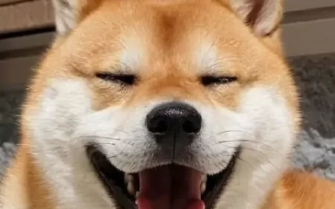 混合移动开发MUI-事件管理-移动混合app开发工具