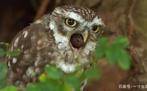 猫头鹰临死之前吐毛球？毛球是什么呢？从科学的层面解释这一现象-猫头鹰死前为什么口吐毛球