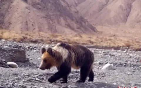 新疆罗布泊野骆驼国家级自然保护区首次拍摄到棕熊珍贵影像（罗布泊中野骆驼）