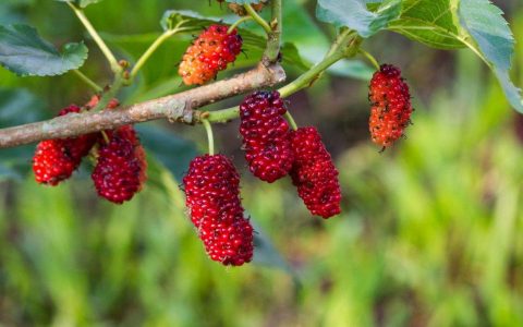 桑树上看到这桑黄请保护好，它称为森林软黄金，高达1000元一斤（桑树上的桑黄有什么功效）