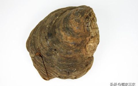 “桑黄”是什么物体？竟然被称为桑树上的黄金，真有那么名贵吗？（桑黄是什么物种）