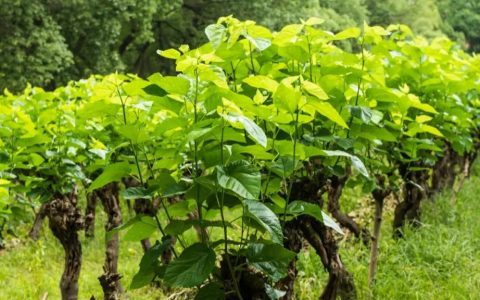 长在桑树上的“黄金”，千元一斤桑黄究竟是何物？被很多人忽视了（桑树桑黄真的能抗肿瘤吗）