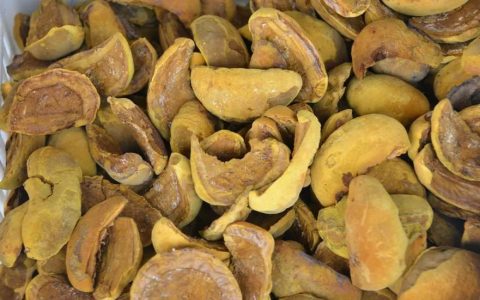 长在桑树上的“金疙瘩”，以前用来当柴烧，现在千元一斤，很罕见（金桑树根）