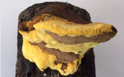 桑黄是怎么形成的？被称为“森林黄金”的桑黄，值不值千元一斤？（桑黄是干什么的）