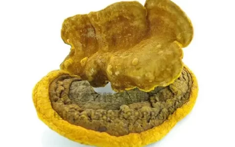 【老桑树桑黄】除了价格，还能怎么区分桑黄品种？（桑树桑黄的功效及副作用）