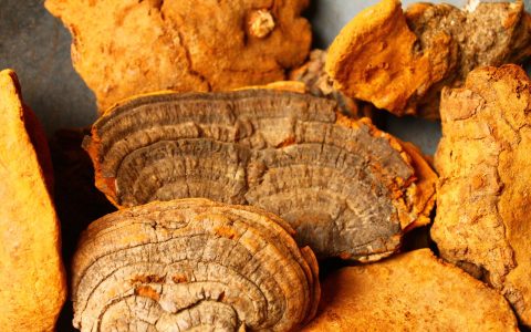 桑树上有“黄金”，千元1斤，外表坚硬如“石头”，但见到别忽视（桑树上的桑黄有什么功效）