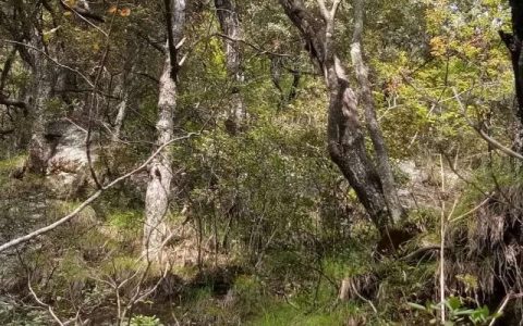 野生桑黄价格30万一斤 正宗桑树桑黄如何鉴别