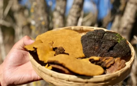 桑树上的“黄金”堪比灵芝，树苗1元却没人种植，究竟是为啥？（桑树桑黄都有金边吗）