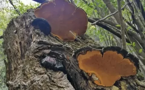 桑树上长出的“黄金”，能遇到是运气，价格昂贵，但农民却不敢种（桑树上长的虫所有图片）