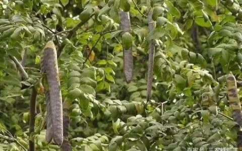 渐渐从农村消失的皂角树，如今一些基地大量种植，原来用那么多（皂角树价格和发展咋样）