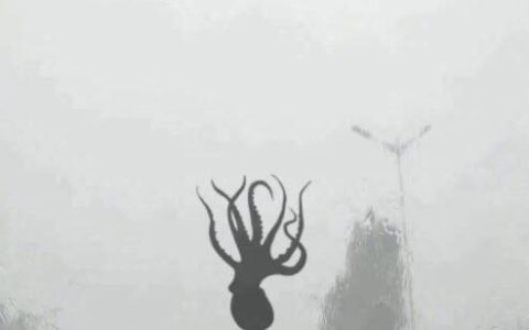 昨天青岛真的“下八带鱼”了吗？网友神回复“保罗来看世界杯了”（八带鱼价格 青岛）