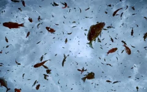 从天上掉下鱼的”动物雨”现象，背后藏着大自然的奥秘（天上下雨掉下来鱼）