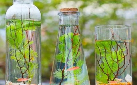 瓶中的水（王国之泪巨大水瓶中的水）