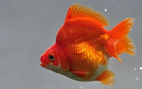 小金鱼生活习性是什么？养小金鱼需要注意什么？（小金鱼的生活特征）