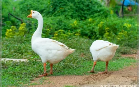 50岁的人在农村搞养殖，养什么投资小、能赚钱、还比较稳妥？(农村适合养殖什么投资见效快)