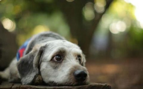 狗狗临死前会有的6个迹象，任何一点，宠主都不会希望看到-狗狗临死前是什么样子的症状