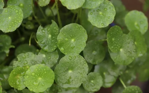 适合水培的植物有哪些？这五个绿植适合，您不要错过(适合水培的有哪些蔬菜)