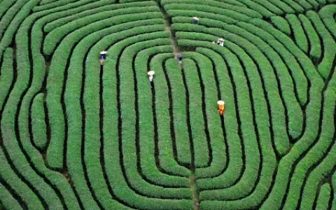 武夷山不属三山五岳，为何能成为世界自然与文化双重遗产？-武夷山属于什么地貌